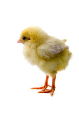 Yellow chicken