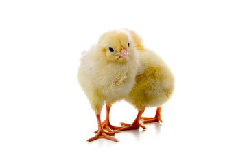 Fototapeta premium Żółte kurczaki