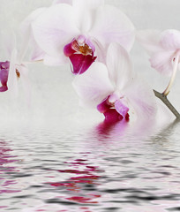 Orchidee und Wasser