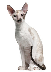 Cornish Rex cat, 7 months old, sitting