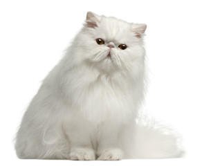 Persian cat, 8 months old, sitting in front of white background