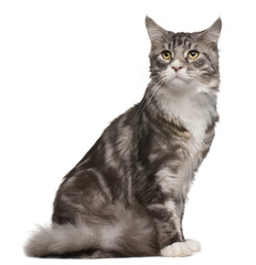 Maine coon cat, 1 year old, sitting in front of white background