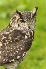 Mackinders Eagle Owl