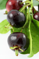 cerises du brésil, eugenia brasiliensis, arbre fruitier tropical