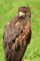 Harris Hawk