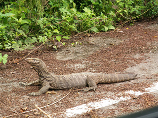 bengal monitor lying on road by the forest