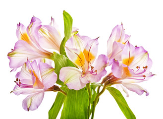 Alstroemeria lily isolated on white