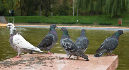 five pigeons