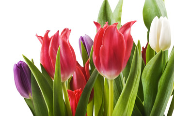 Tulips in red white and purple