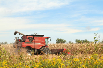 Naklejka premium Harvesting Corn
