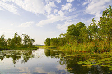 Forest river