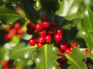 holly tree
