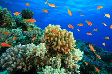 Fototapeta na wymiar Coral Reef and Tropical Fish