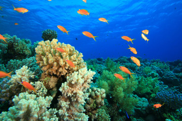 Fototapeta premium Coral Reef and Tropical Fish