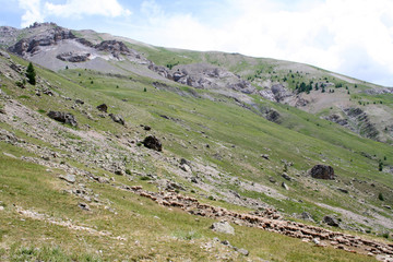 Troupeau de mouton dans les alpes