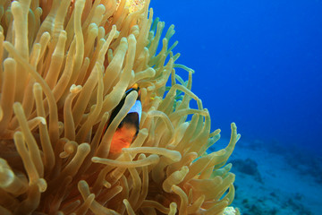 Naklejka na ściany i meble Red Sea Anemonefish