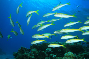 Fototapeta na wymiar Shoal of Yellowfin Goatfish