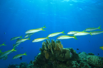 Fototapeta na wymiar Płycizna żółtopłetwy