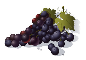 Grappe de raisin noir