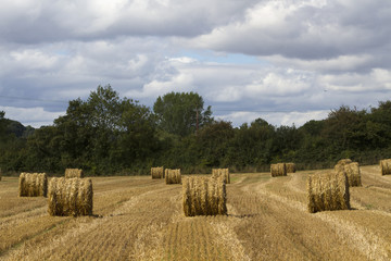 crops