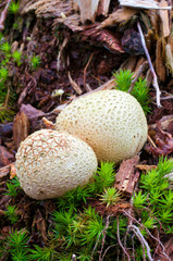 earth ball