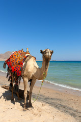 camel in taba