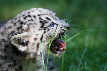 Schneeleopardenjungtier