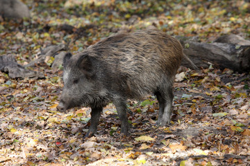 Wildschwein