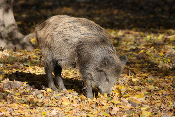 Wildschwein