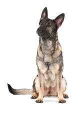 grey german shepherd dog