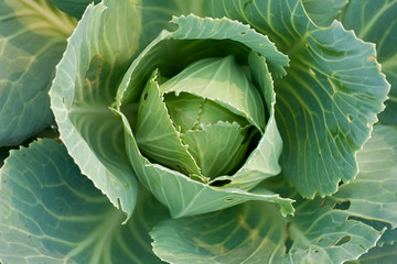 Close-up of Cabbage Growing in Field