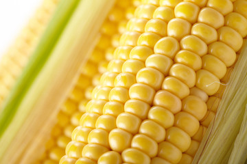 Fresh corn vegetable