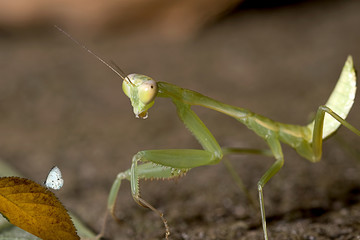 closeup Mantis try to capture butterfly