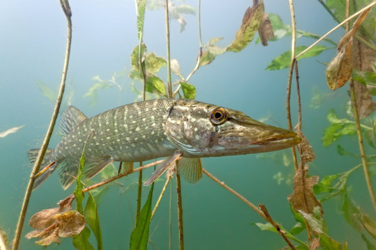 Fototapeta Pike in the lake