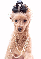 Dog In Pearls