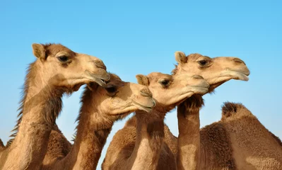 Foto op Plexiglas Kameel kamelen