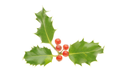 Holly sprig