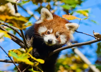 Rideaux velours Panda bébé panda roux