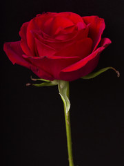 Obraz premium Red Rose