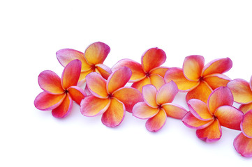 Red Frangipani flower