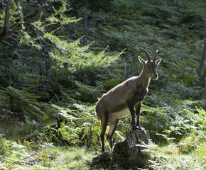Capra Ibex