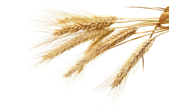 wheat isolated on white