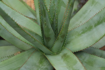 Agave