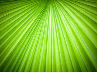 Abstract image of leaves