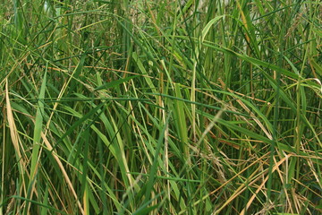 Reispflanze,Oryza sativa