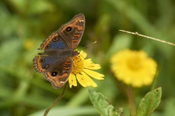 Schmetterling auf einer Blüte