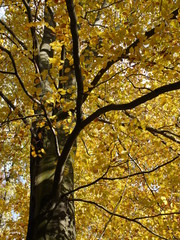 Herbstbaum