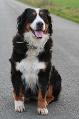 Berner Sennenhund