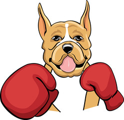 colored boxing boxer