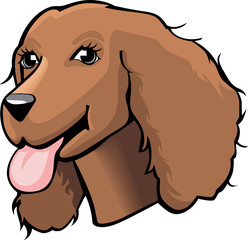 Color Cocker spaniel cartoon